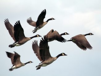 Geese flying